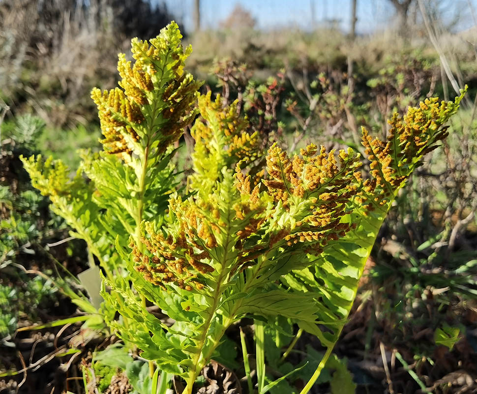 Polypodium cambricum 'Pulcherrimum Addison' photo